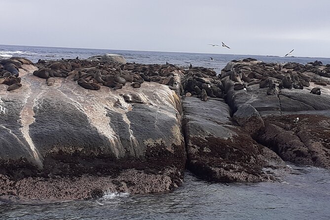 Seal Island,Cape of Good Hope&Penguins Shared Tour,From Cape Town - Noordhoek Farm Village: coffee and a breather on the coast