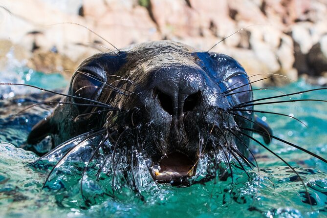 Seal Swimming Activity in Plettenberg Bay - Key highlights you should know before you go