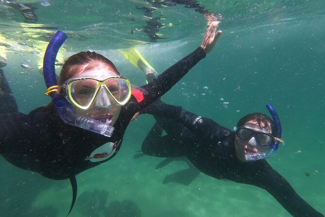 Seal Swimming Activity in Plettenberg Bay - Cape Fur Seals in Robberg Nature Reserve: why this swim feels different