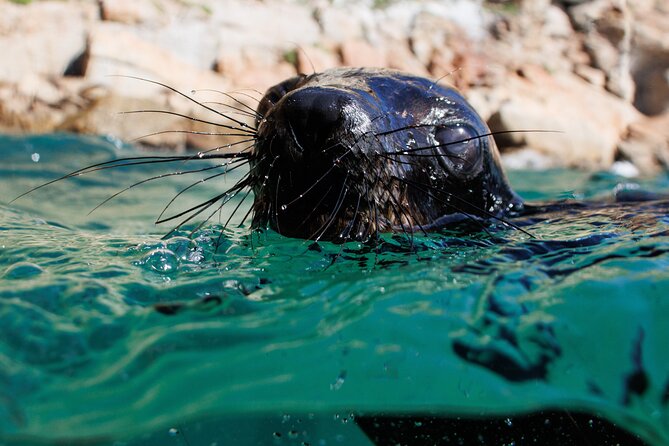 Seal Swimming Activity in Plettenberg Bay - Price and value: is $57.43 a smart buy?