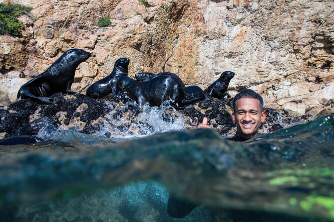 Seal Swimming Activity in Plettenberg Bay - Weather and planning tips for Plettenberg Bay seal swimming