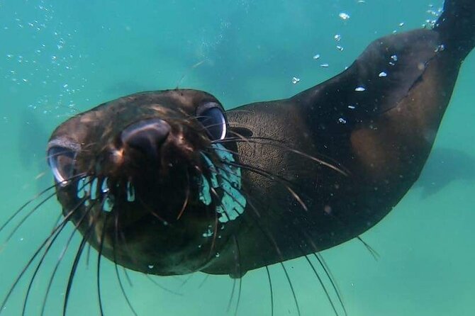 Seal Swimming Activity in Plettenberg Bay - The 30-minute swim: gear, guides, and what to expect in the water