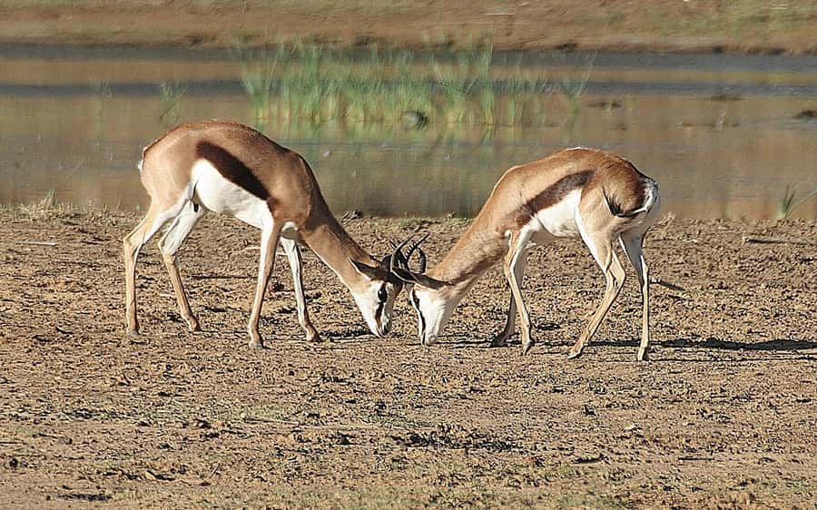 Self drive Aquila Safari Game Reserve Sunset Game Drive - Before the drive: welcome drink, then snacks, teas, and coffee