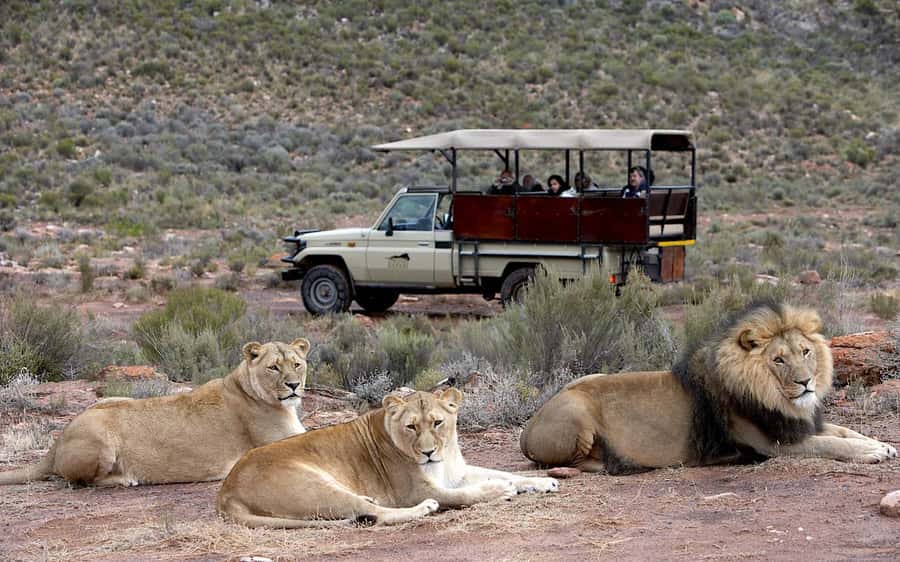 Self drive Aquila Safari Game Reserve Sunset Game Drive - Price and value: what $124 covers, and what costs extra