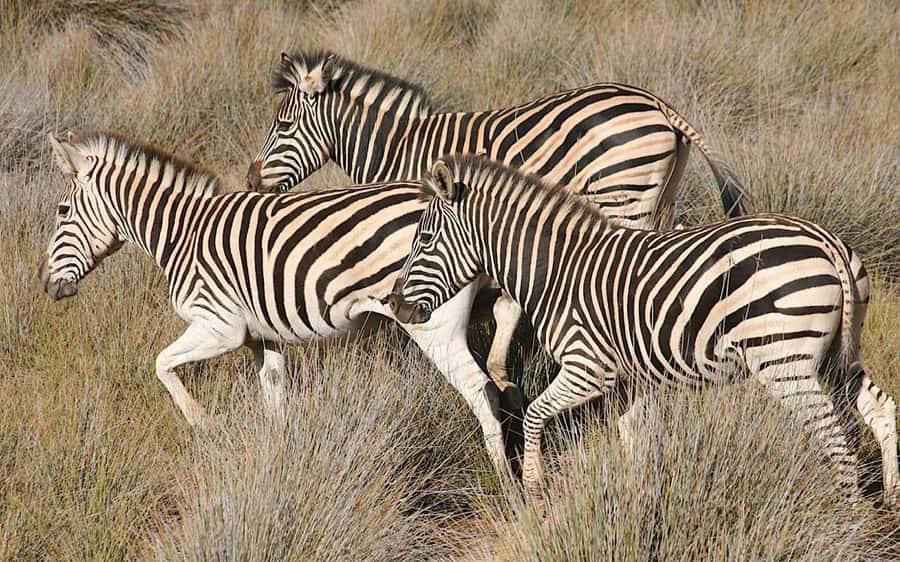 Self drive Aquila Safari Reserve Early Morning Game Drive - Heading to Aquila: why your 7:00 am arrival matters