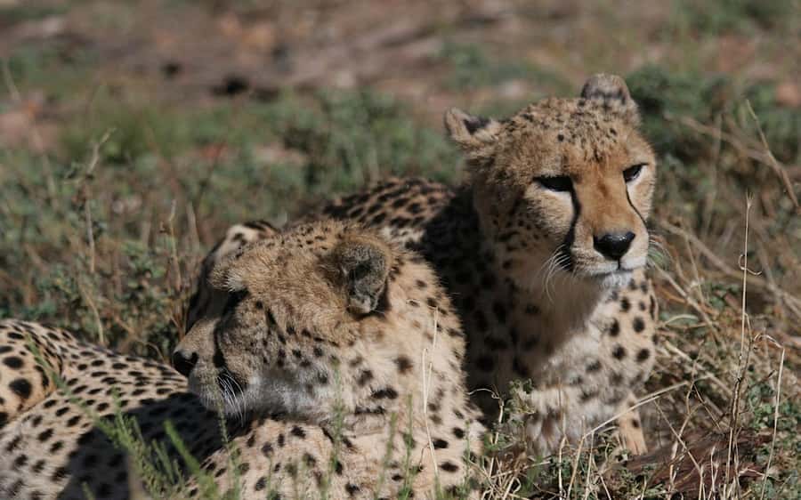 Self drive Aquila Safari Reserve Early Morning Game Drive - What you might see beyond the Big 5