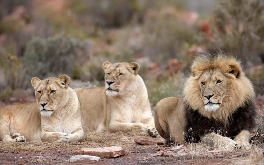 Self drive Aquila Safari Reserve Early Morning Game Drive - Check-in at the reserve gate: welcome drink and breakfast expectations