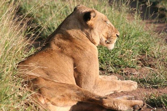 Shared Full Day Guided Safari Tour Visit to Kruger National Park - Big Five odds and what to do if you want the best shot