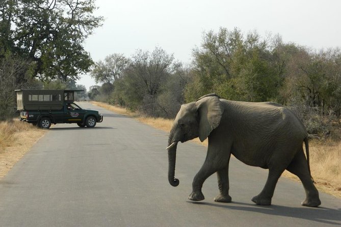 Shared Full Day Guided Safari Tour Visit to Kruger National Park - Is it worth it for kids and families in Hazyview?