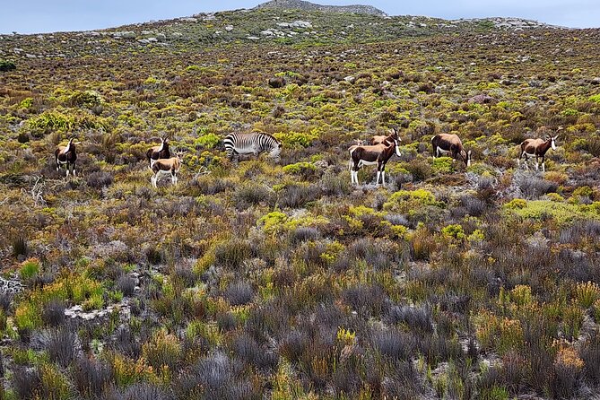 Shared Half Day Tour in Cape Peninsula with African Penguins - Hotel pickup and the shared-group timing that affects your day