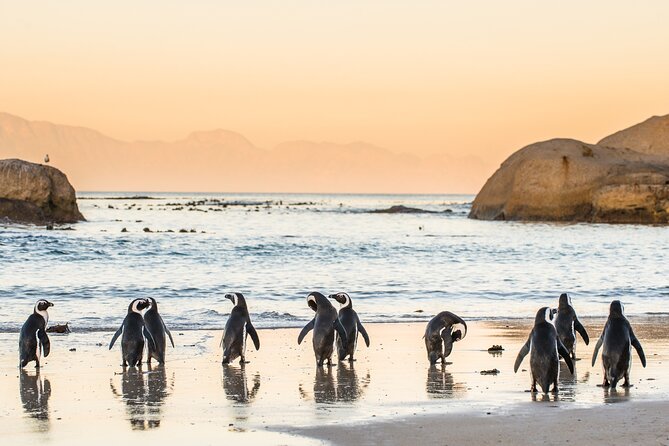 Shared Half Day Tour in Cape Peninsula with African Penguins - Value check: what you pay and what you should budget for