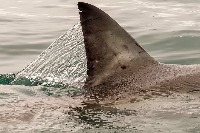 Shark Cage dive in Gansbaai see Bronze & Other, sometimes Great Whites - Leaving Cape Town Before Sunrise: The Day’s Best Part Is the Start
