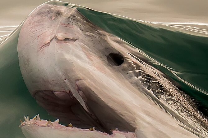 Shark Cage dive in Gansbaai see Bronze & Other, sometimes Great Whites - Safety Briefing and Wetsuits: Comfort Counts When You’re Face to Face With Giants