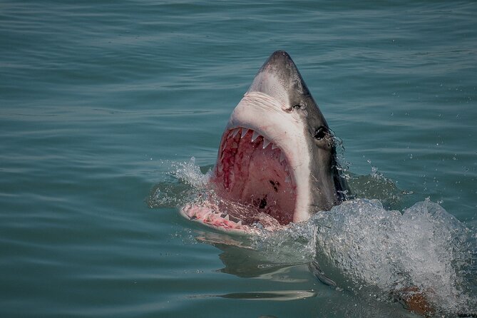 Shark Cage dive in Gansbaai see Bronze & Other, sometimes Great Whites - Who This Trip Fits Best