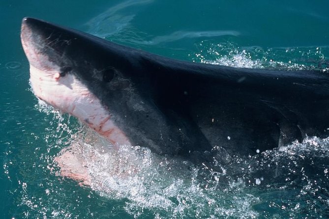 Shark Cage dive in Gansbaai see Bronze & Other, sometimes Great Whites - Inside the Cage: How the 2 to 3 Hour Session Really Feels