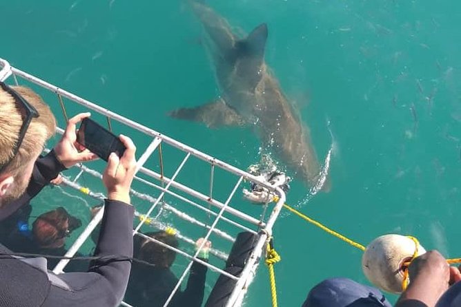 Shark Cage Diving - Timing, Weather, and Sea Time That Actually Affect Your Day