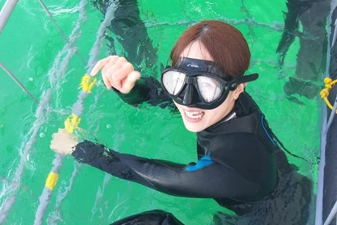 Shark Cage Diving - Value at $118.40: Is It Worth It?