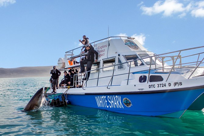 Shark Cage Diving - Adventure Meets Conservation! - Gansbaai shark cage encounters, and the value behind the price