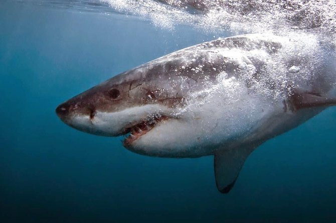 Shark Cage Diving - Adventure Meets Conservation! - The boat ride and floating cage setup, how the turn-taking feels
