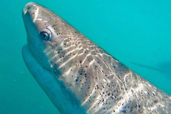 Shark Cage Diving - Adventure Meets Conservation! - Price, logistics, and what you should budget for
