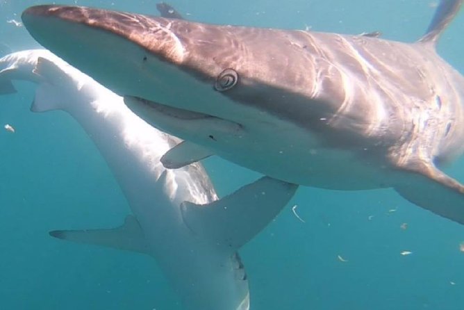 Shark Cage Diving - Adventure Meets Conservation! - Who should book this shark cage encounter, and who should think twice