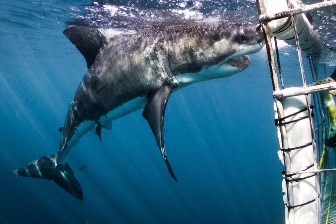 Shark Cage Diving - Adventure Meets Conservation! - What you might see: great whites, bronze whaler sharks, rays, sun fish