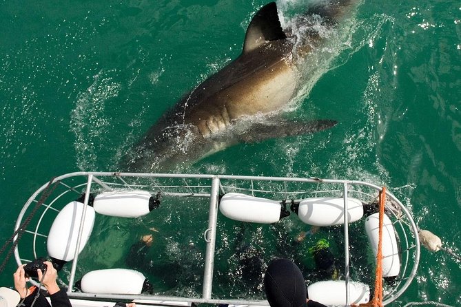 SHARK CAGE DIVING and VIEWING (Incl. transfers from Cape Town) - Cape Town pickup to Kleinbaai Harbour: how your 5:00 am day actually works