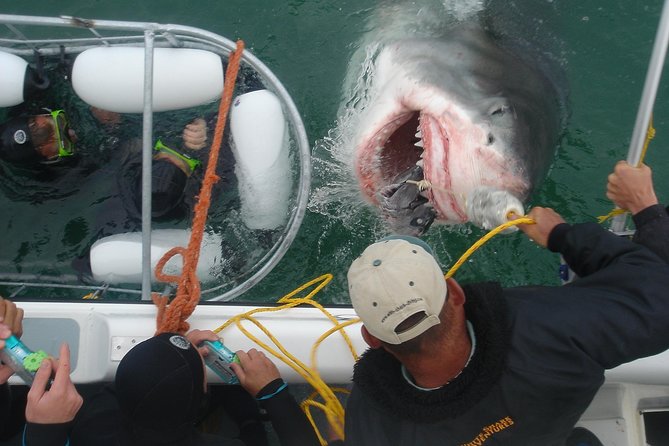 SHARK CAGE DIVING and VIEWING (Incl. transfers from Cape Town) - Breakfast plus the safety briefing: the calm before the sea