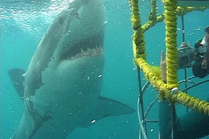 SHARK CAGE DIVING and VIEWING (Self Drive) - Key Points to Know Before You Go