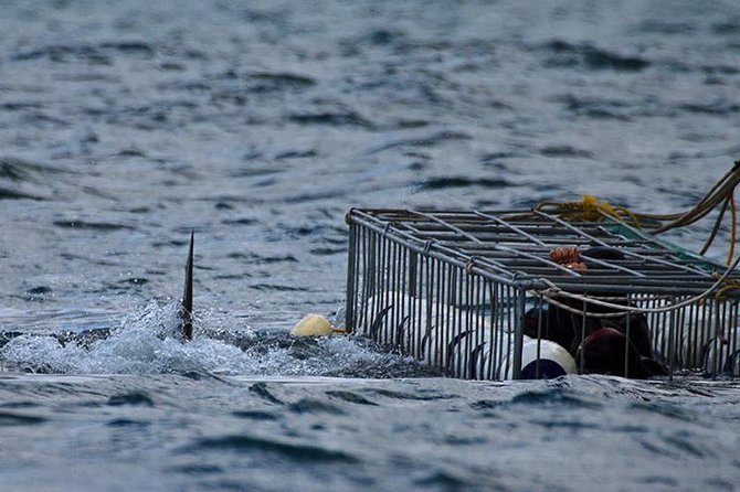 SHARK CAGE DIVING and VIEWING (Self Drive) - Why Kleinbaai and Shark Alley Works So Well