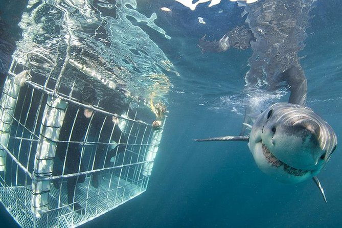 SHARK CAGE DIVING and VIEWING (Self Drive) - Included Gear That Makes a Huge Difference