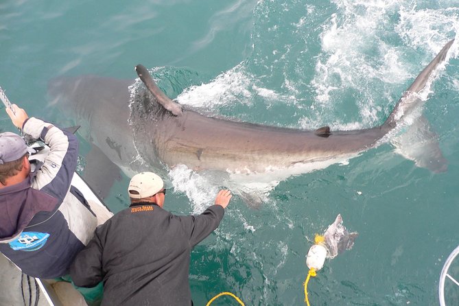 SHARK CAGE DIVING and VIEWING (Self Drive) - Breakfast, Lunch, and Snacks: Food Done Right for an Early Start