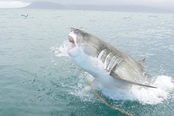 SHARK CAGE DIVING and VIEWING (Self Drive) - Meeting in Kleinbaai Harbour: Breakfast, Paperwork, and Peace of Mind