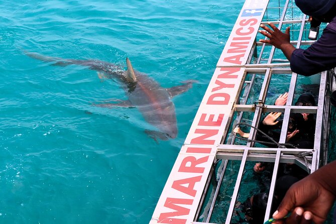 Shark Cage Diving and Viewing with transport from Cape Town - Cape Town to Gansbaai: the long ride that shapes the whole day