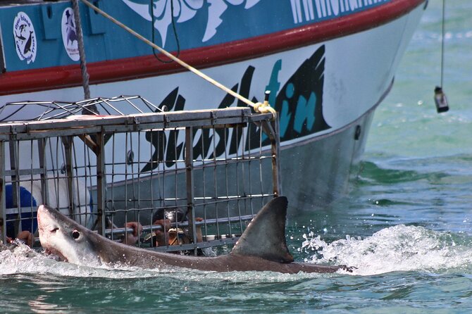 Shark Cage Diving and Viewing with transport from Cape Town - Sea conditions, warmth, and the crew’s comfort game
