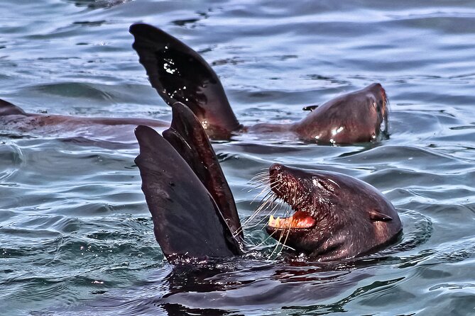Shark Cage Diving and Viewing with transport from Cape Town - Great White House breakfast and gear fitting: start strong