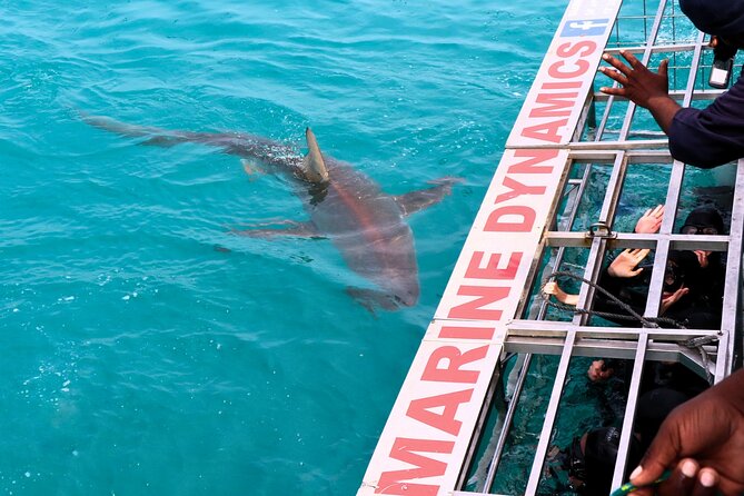 Shark Cage Diving and Viewing with transport from Hermanus - Book it or skip it from Hermanus?