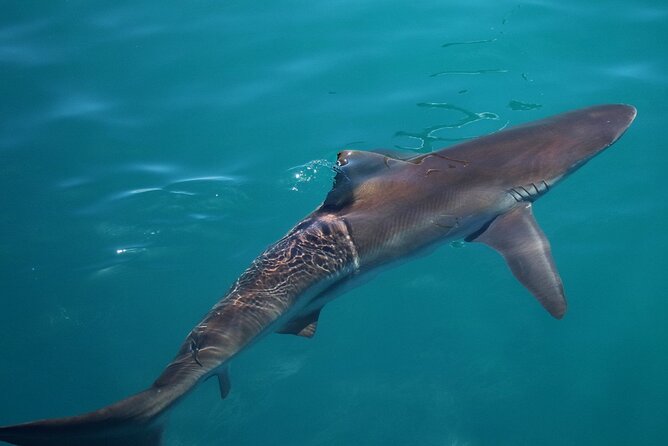 Shark Cage Diving and Viewing with transport from Hermanus - Shark Alley: what your in-cage viewing session feels like