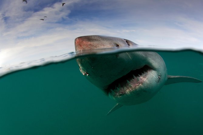Shark Cage Diving Cape Town - Shark cage time starts in Simon’s Town