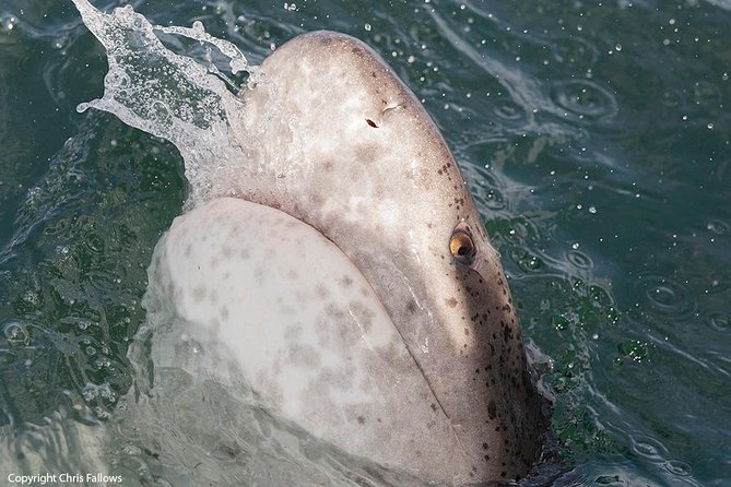 Shark Cage Diving Cape Town - Boat basics: intimate numbers and a tight cage plan