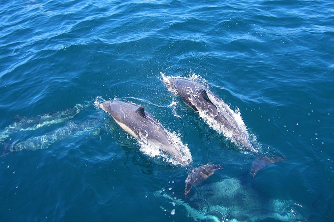 Shark Cage Diving Tour from Cape Town - Cage time versus boat deck: you choose the intensity