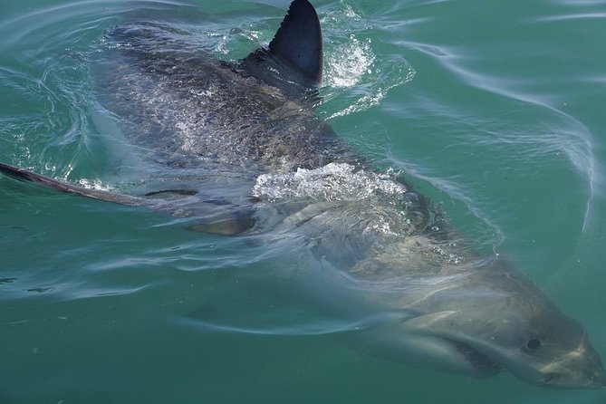 Shark Cage Diving Viewing Only - Your Half-Day Schedule, from Kus Dr to Cape Town