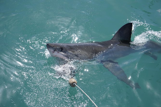 Shark Cage Diving Viewing Only - Price Check: When $126.53 Feels Fair