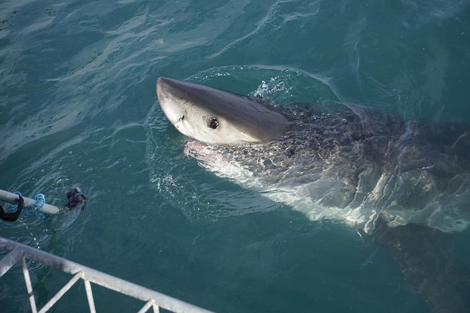 Shark Cage Diving Viewing Only - Best Fit: Who Should Book This Viewing Option