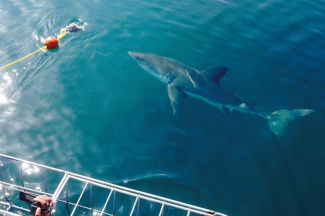 Shark Cage Diving Viewing Only - How the Viewing Only Session Works on the Water