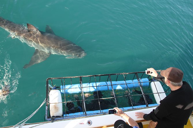 Shark cage diving & viewing tours in Gansbaai - Key things I think are worth your attention