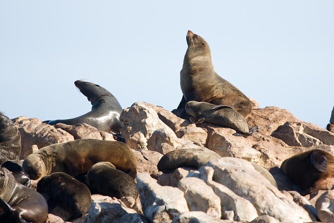 Shark cage diving & viewing tours in Gansbaai - Breakfast and Safety Briefing, Before Anyone Goes in the Water