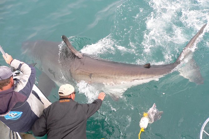Shark cage diving & viewing tours in Gansbaai - The Boat, Chumming, and the Moment You Realize You’re Paying Attention
