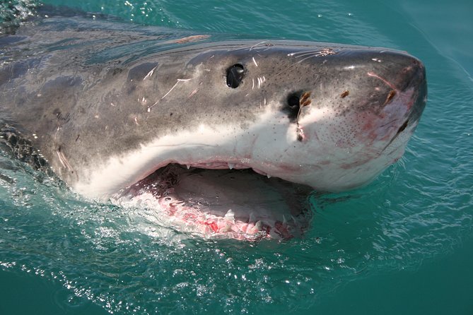 Shark cage diving & viewing tours in Gansbaai - Boat Viewing Option, When You Want the Same Excitement Without the Cage