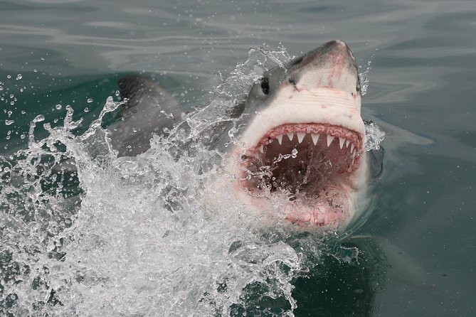 Shark cage diving & viewing tours in Gansbaai - Price and Value: Is $129.40 a Smart Use of Your Time?